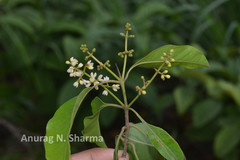 Chionanthus ramiflorus
